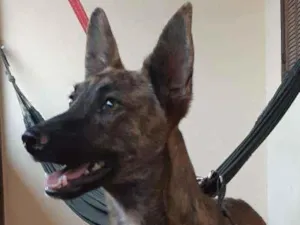 Cachorro raça SRD idade 1 ano nome Toddy