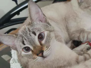 Gato raça ? idade 7 a 11 meses nome Raquel