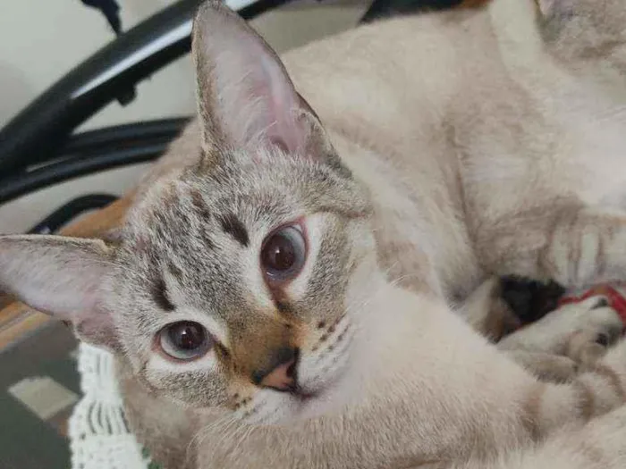 Gato ra a ? idade 7 a 11 meses nome Raquel