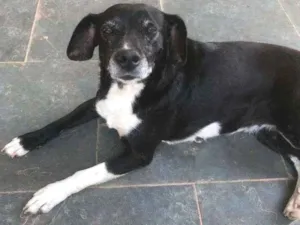 Cachorro raça SRD-ViraLata idade 3 anos nome Lili