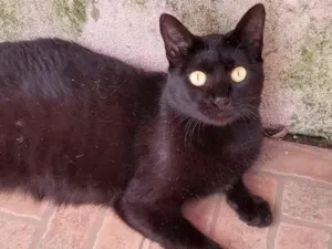 Gato raça  idade 1 ano nome Não sei 