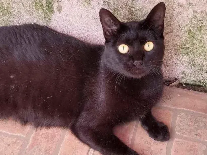 Gato ra a  idade 1 ano nome Não sei 