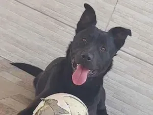 Cachorro raça  idade 1 ano nome Valentin 