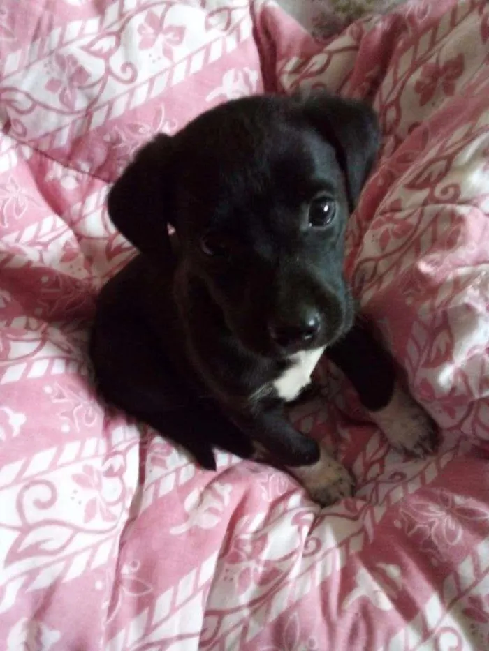 Cachorro raça SRD-ViraLata idade Abaixo de 2 meses nome Lulu