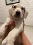 Cachorro raça SRD  idade 2 a 6 meses nome Sem Nome