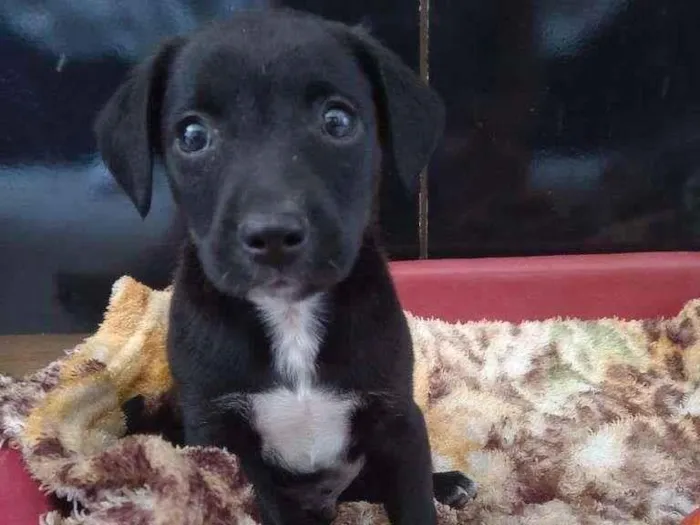 Cachorro raça SRD-ViraLata idade Abaixo de 2 meses nome Lulu