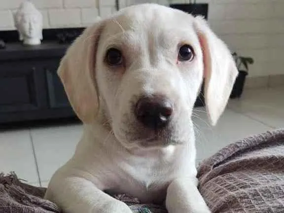 Cachorro raça SRD  idade 2 a 6 meses nome Sem Nome