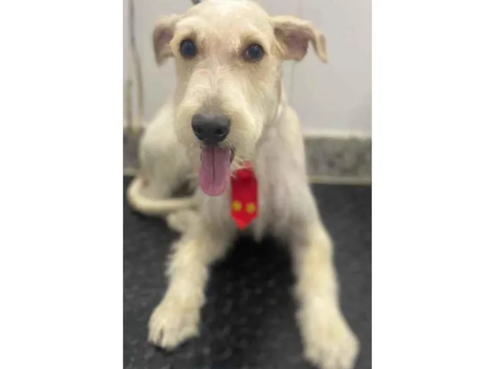 Cachorro ra a Mix  Fox Terrier pelo Duro idade 1 ano nome Denis