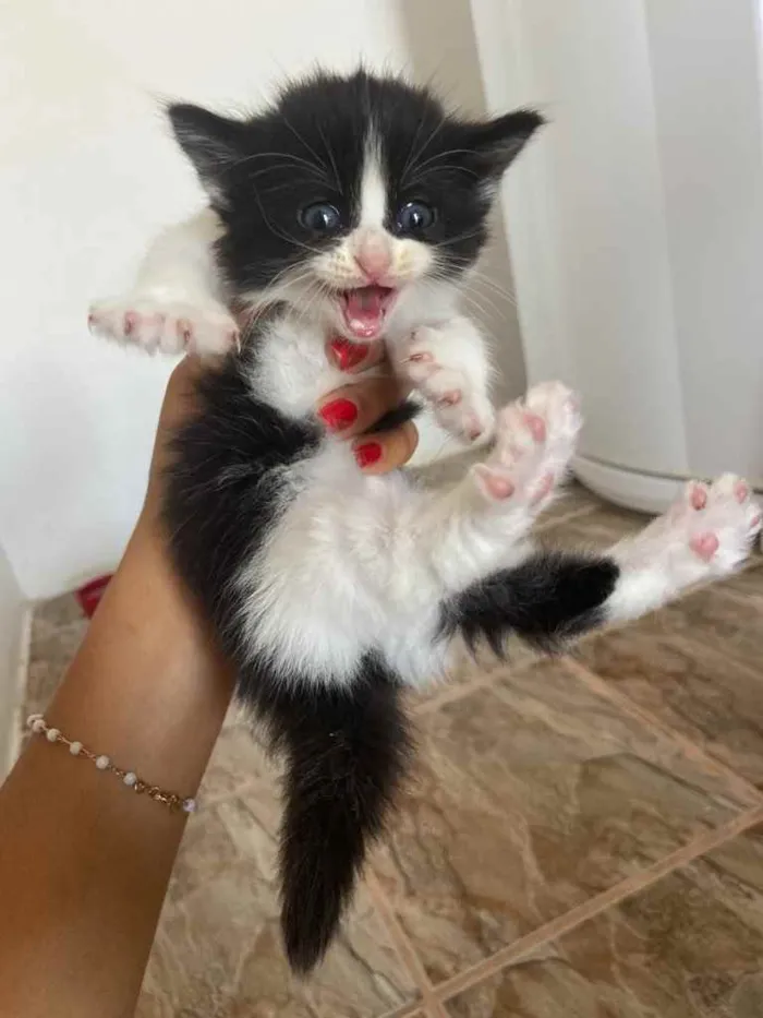 Gato raça Srd idade Abaixo de 2 meses nome Peludos ??