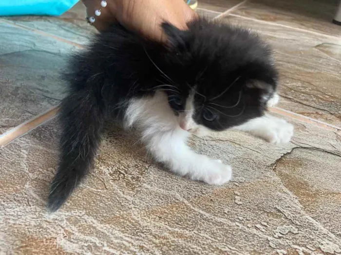 Gato raça Srd idade Abaixo de 2 meses nome Peludos ??