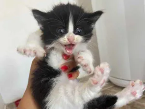 Gato raça Srd idade Abaixo de 2 meses nome Peludos ??