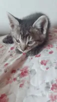 Gatinho