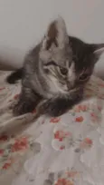 Gatinho