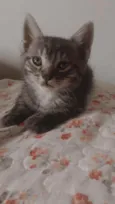 Gatinho