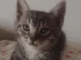 Gatinho