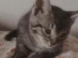 Gatinho