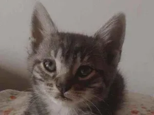 Gato raça SRD idade 2 a 6 meses nome Gatinho 