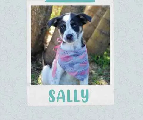 Cachorro raça SRD  idade 2 a 6 meses nome Sally 