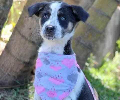 Cachorro raça SRD  idade 2 a 6 meses nome Sally 