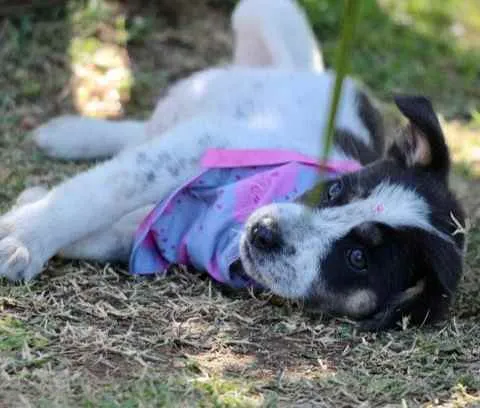Cachorro raça SRD  idade 2 a 6 meses nome Sally 