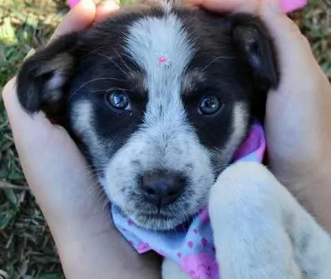 Cachorro raça SRD  idade 2 a 6 meses nome Sally 