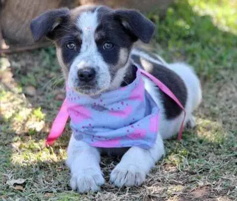 Cachorro raça SRD  idade 2 a 6 meses nome Sally 