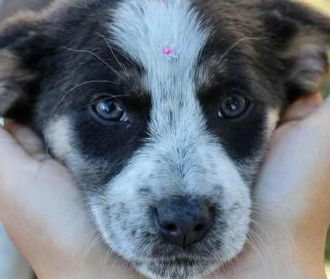 Cachorro raça SRD  idade 2 a 6 meses nome Sally 