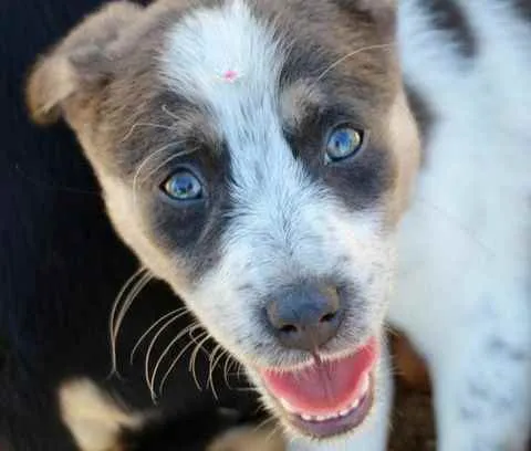 Cachorro raça SRD  idade 2 a 6 meses nome Sally 
