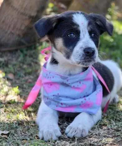 Cachorro raça SRD  idade 2 a 6 meses nome Sally 