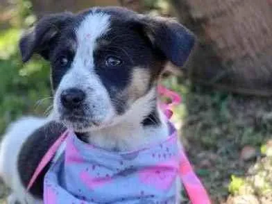 Cachorro raça SRD  idade 2 a 6 meses nome Sally 