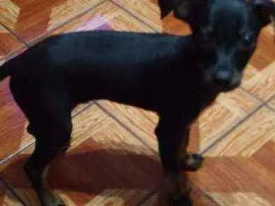 Cachorro ra a Pincher idade 2 a 6 meses nome Spoke