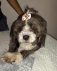 Suzi 
