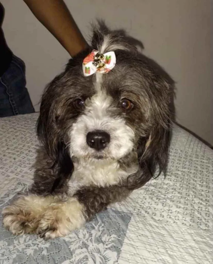 Cachorro ra a Mestiça  idade 7 a 11 meses nome Suzi 