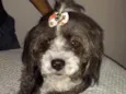 Suzi 