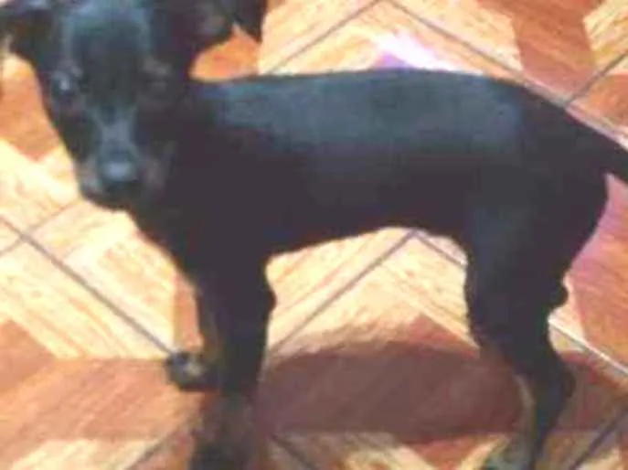 Cachorro ra a Pincher idade 2 a 6 meses nome Spoke