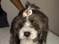 Suzi 