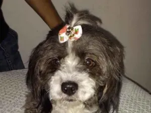 Cachorro raça Mestiça  idade 7 a 11 meses nome Suzi 