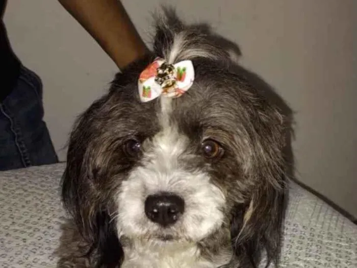 Cachorro ra a Mestiça  idade 7 a 11 meses nome Suzi 