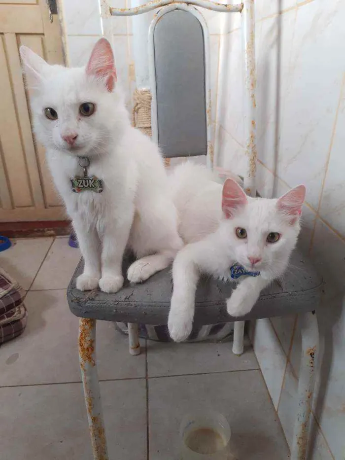 Gato raça Indefinida idade 7 a 11 meses nome Zuk e Zayon