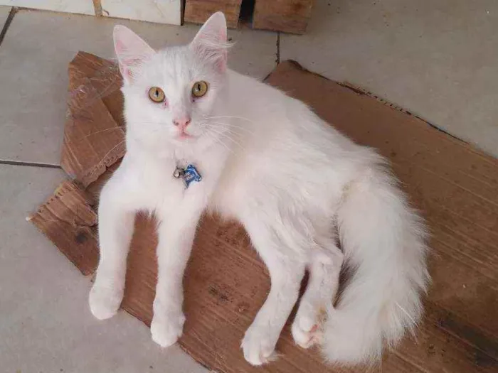 Gato raça Indefinida idade 7 a 11 meses nome Zuk e Zayon