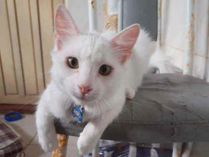 Gato raça Indefinida idade 7 a 11 meses nome Zuk e Zayon