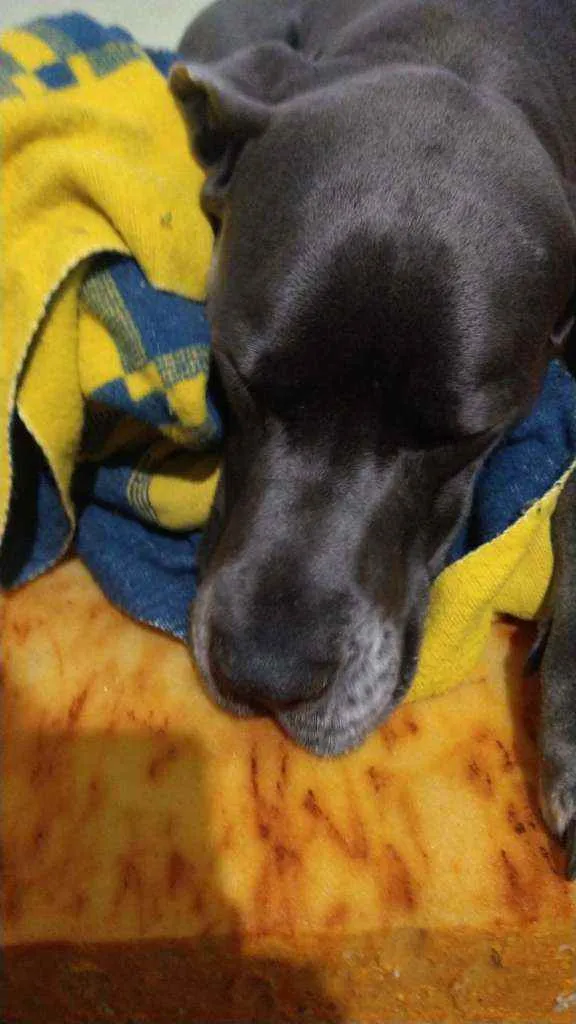 Cachorro raça Dog Alemão e ela pudlee idade 3 anos nome Scooby e princesa