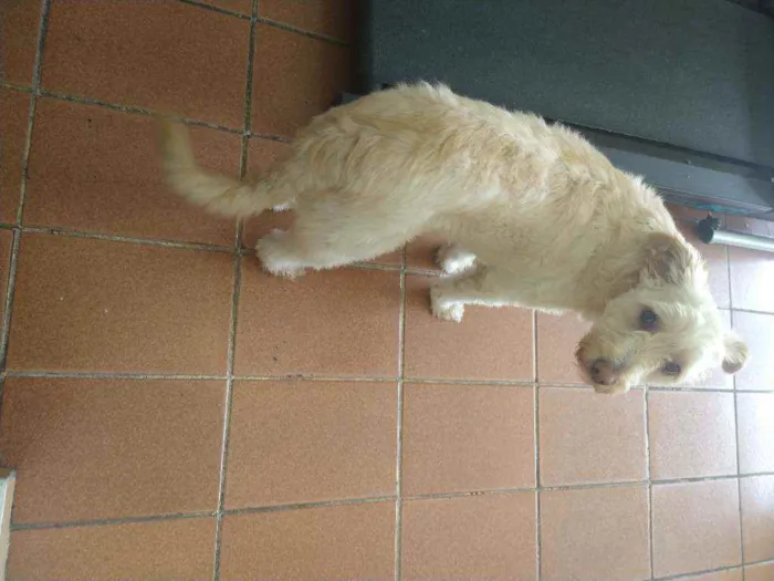 Cachorro raça Dog Alemão e ela pudlee idade 3 anos nome Scooby e princesa