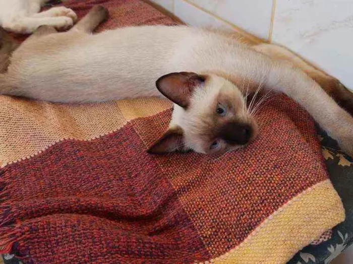 Gato raça Siamês idade 7 a 11 meses nome Nego
