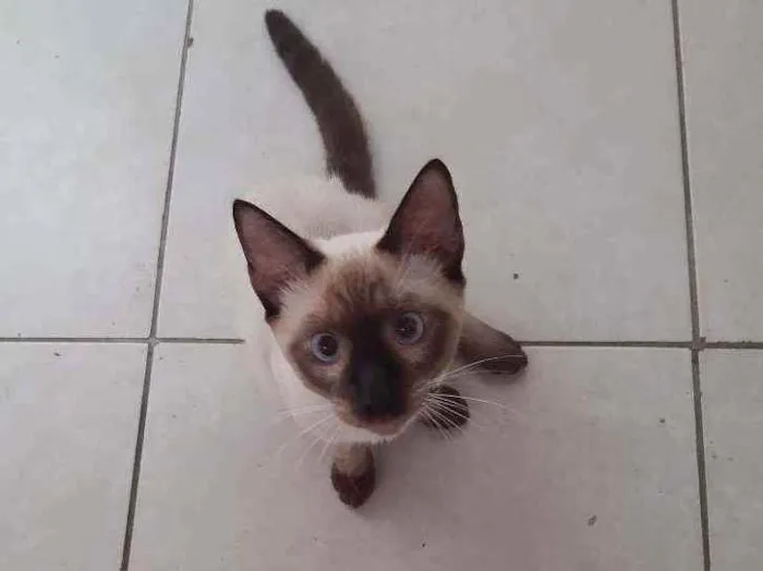 Gato raça Siamês idade 7 a 11 meses nome Nego