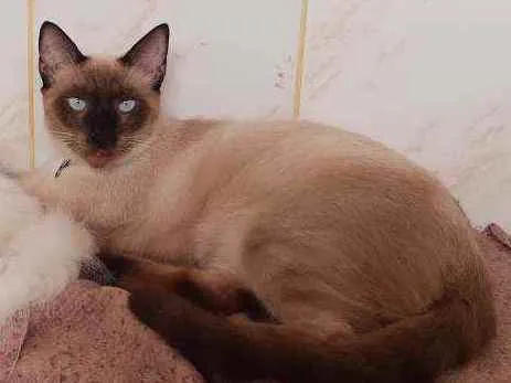 Gato raça Siamês idade 7 a 11 meses nome Nego