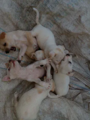 Cachorro raça Vira-lata  idade 2 a 6 meses nome Bebe