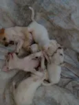 Bebe