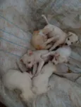 Bebe