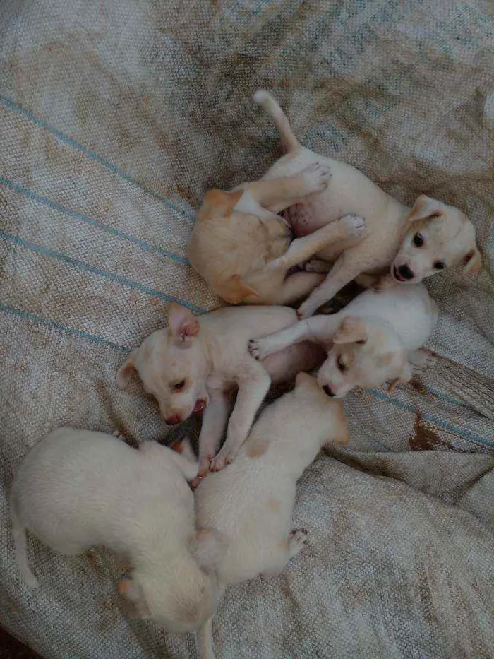 Cachorro raça Vira-lata  idade 2 a 6 meses nome Bebe